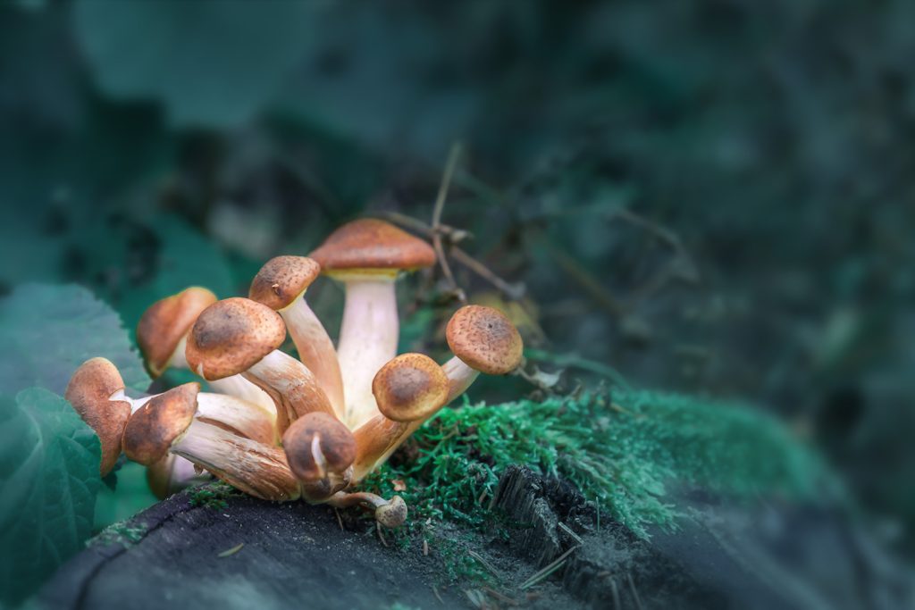 Beyond Conventional Treatment: VA Takes Psilocybin Into Clinical Trials for Veterans