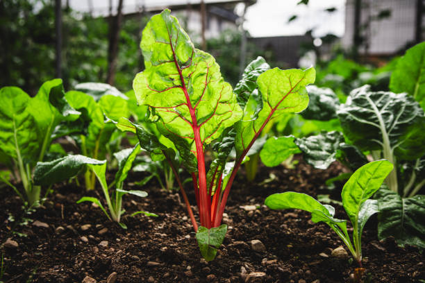 Backyard Bounty or Budget Buster? The Real Costs of Growing Your Own Food