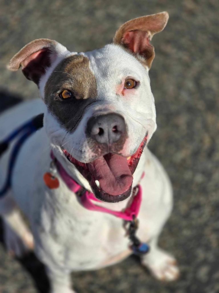 Betty’s Second Chance: A Resilient Dog Looking for Her Forever Home