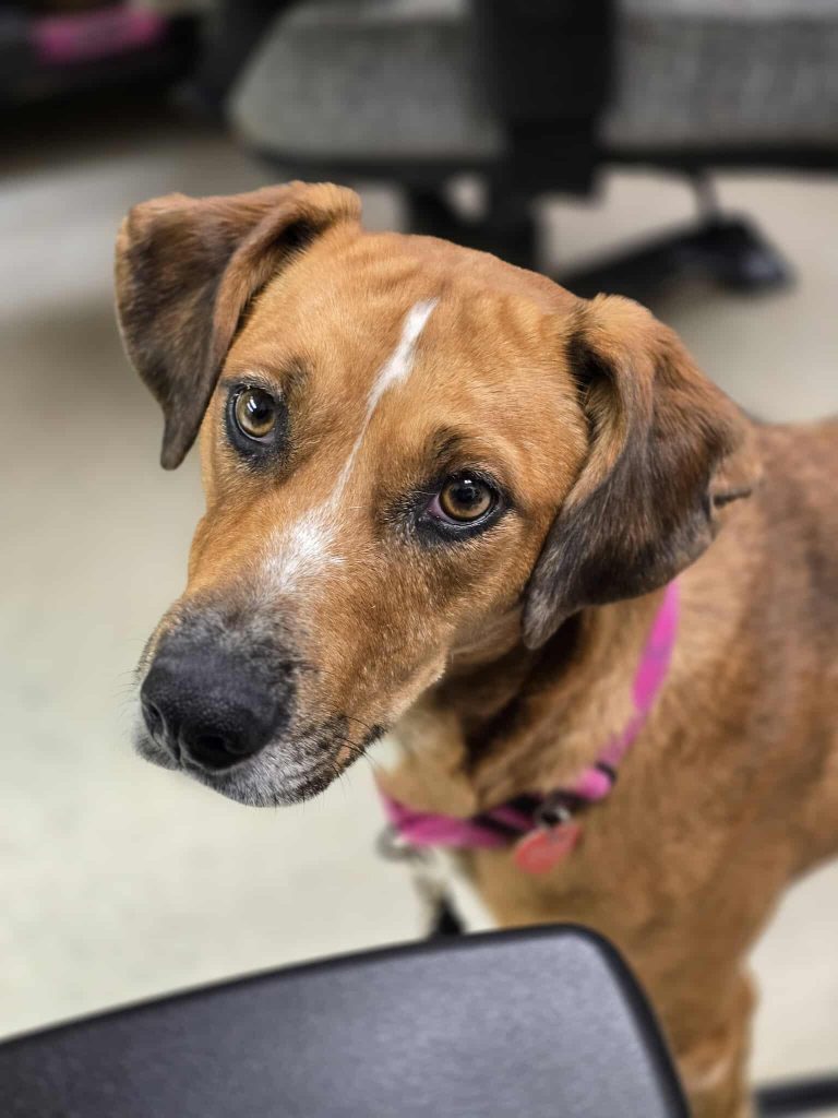 Pet Adoption of the Week: Cici, a Playful Pup Ready for Her Forever Home