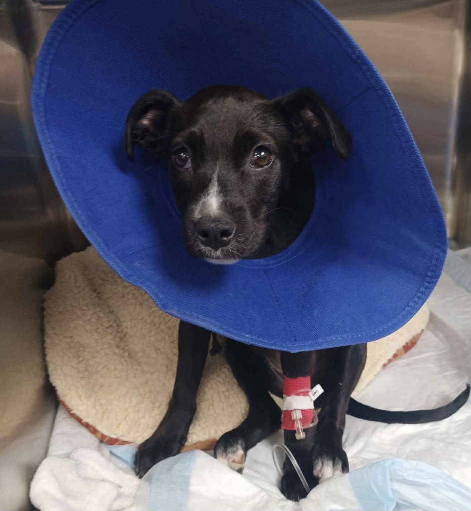 Shelter Seeks Donations to Save Injured Puppy’s Leg