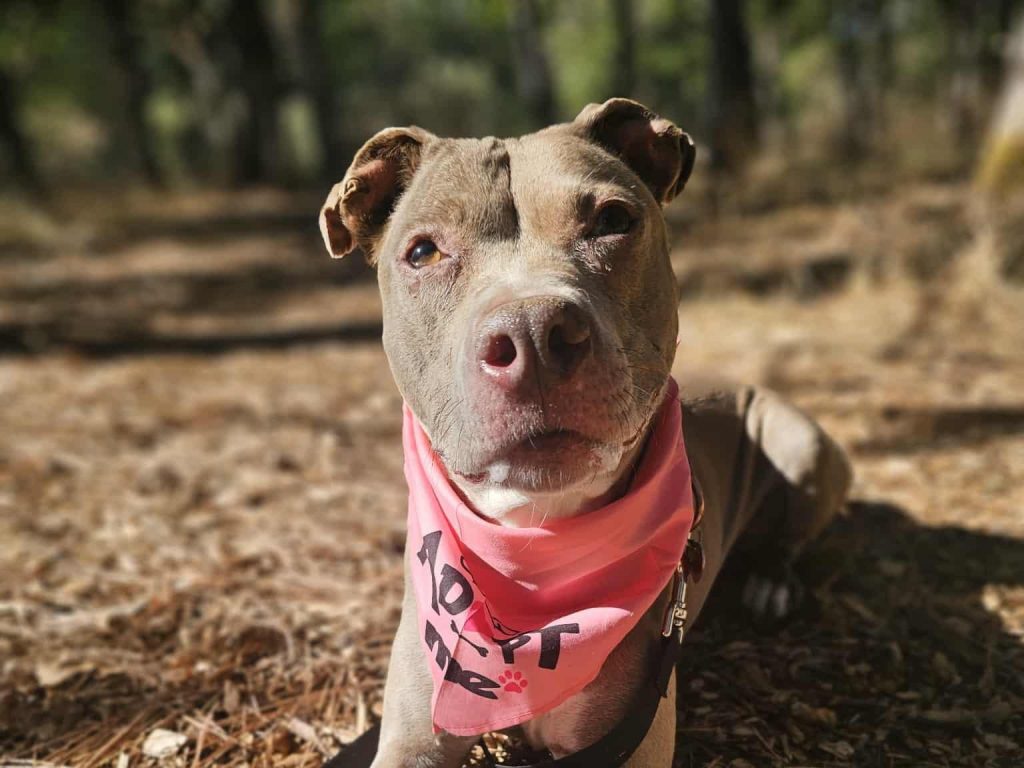 Rosita the Wonder Pup: A Senior Star Ready for Her Forever Home