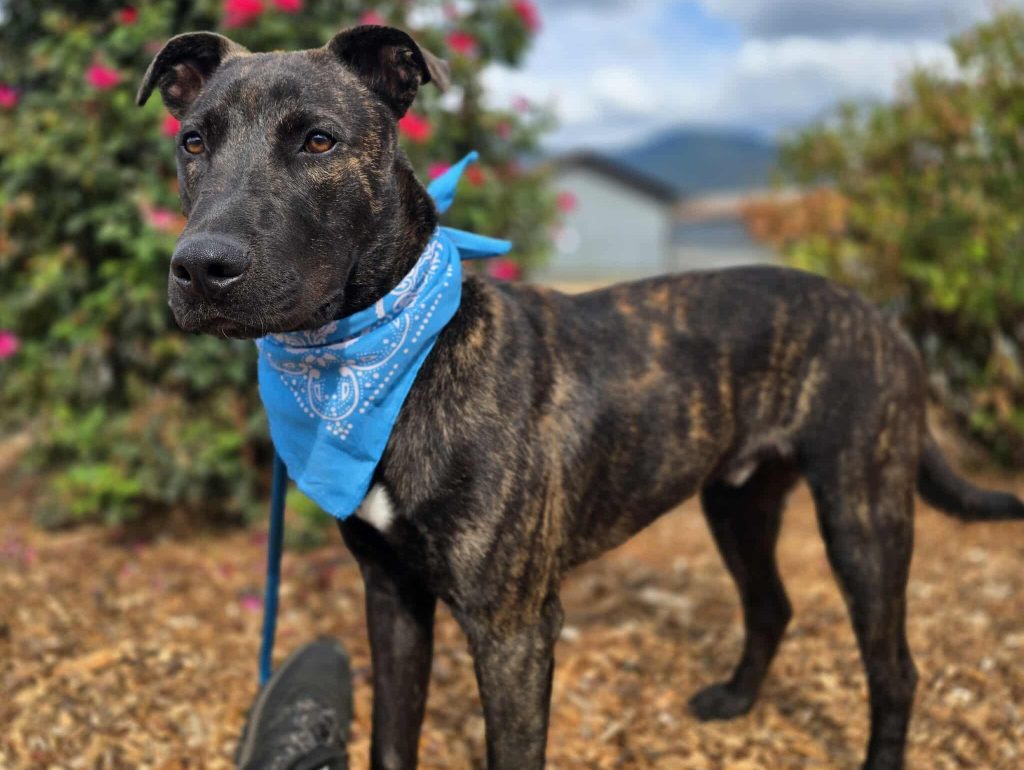 Meet Gilligan — The Spirited Young Pup Ready for Adventure