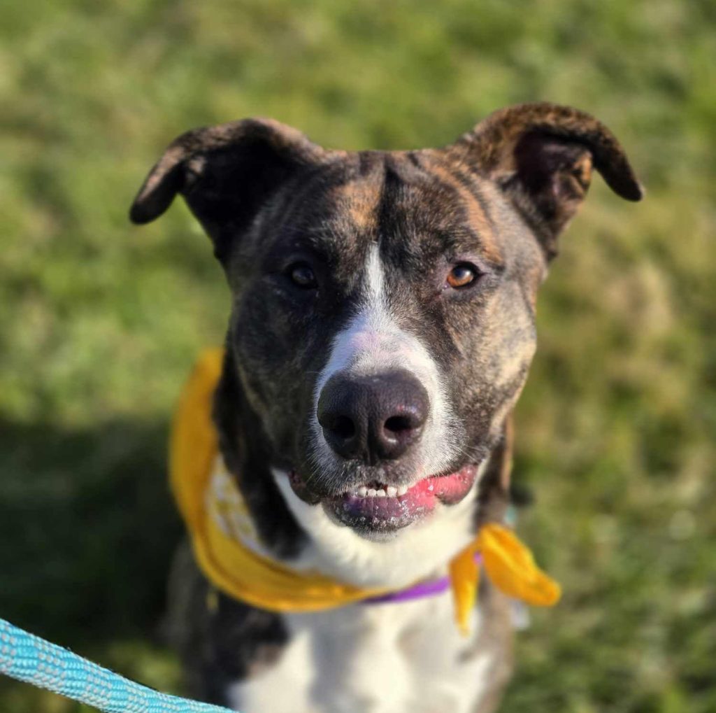 He-Man: A Big Heart Ready for a New Home