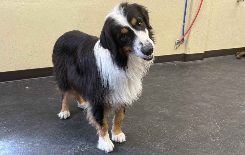 Murphy the Aussie Mix Seeks a Loving Forever Home
