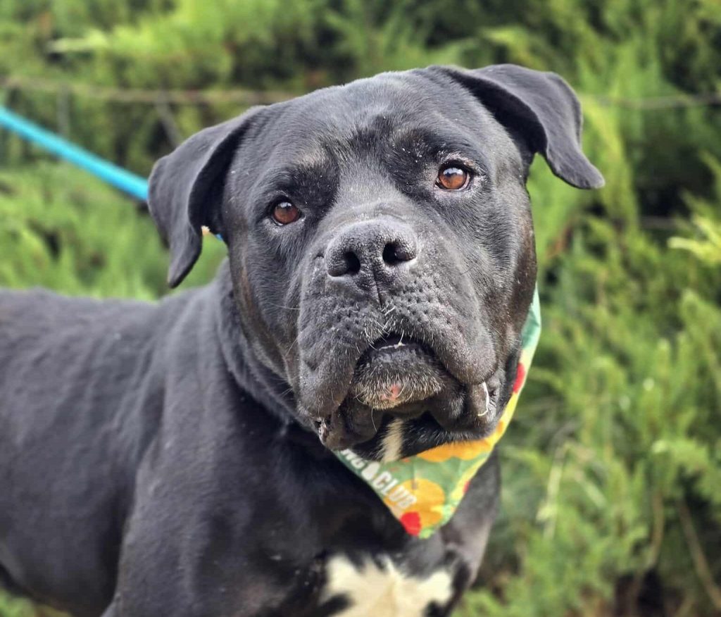 Bronson: A Gentle Giant Searching for a Family to Call His Own