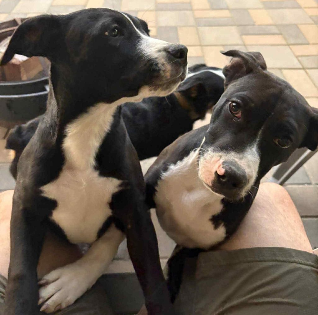 Playful Brothers Seek Forever Homes in Southern Oregon