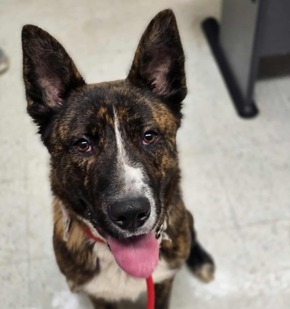 A Spirited Companion Awaits a New Home in Josephine County