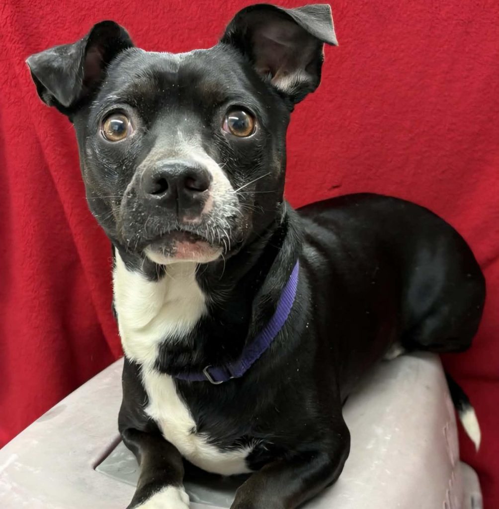 Pet of the Week Alfie Is Ready for a Patient New Beginning