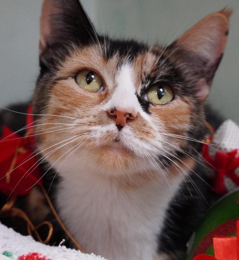 A Little Holiday Magic with Whiskers, Meet Goldilocks, This Week’s Pet of the Week