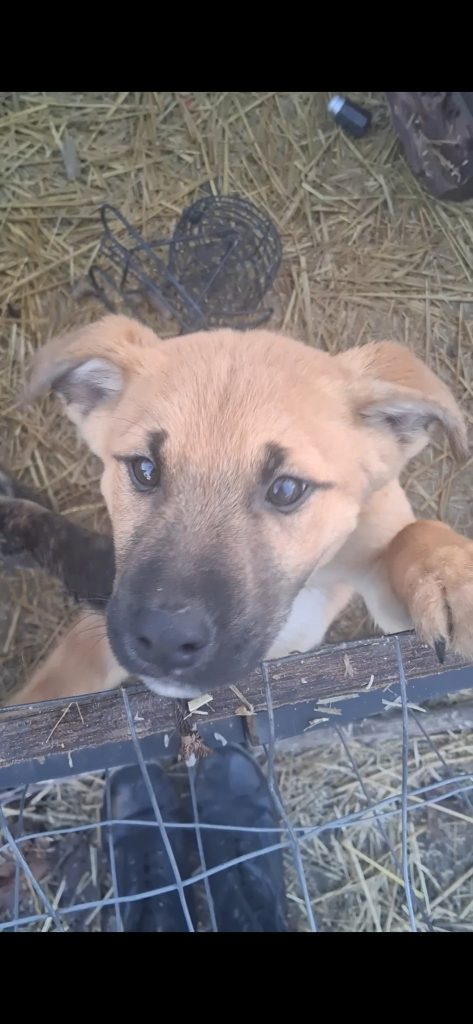 Three Male Puppies Available for Adoption – Grants Pass