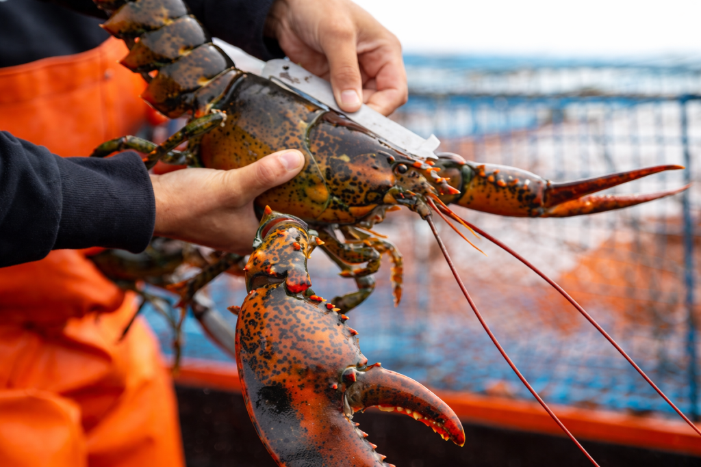 From Dock to Dinner Plate: What Oregon’s Soft Seafood Market Means for Your Table in 2026