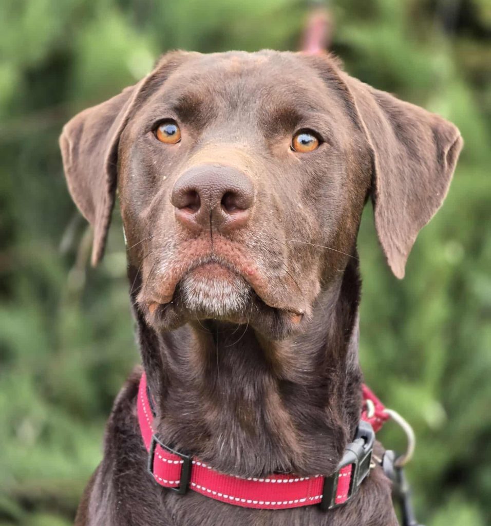 Pet of the Week: Trigger Brings Brains, Brawn, and a Big Heart