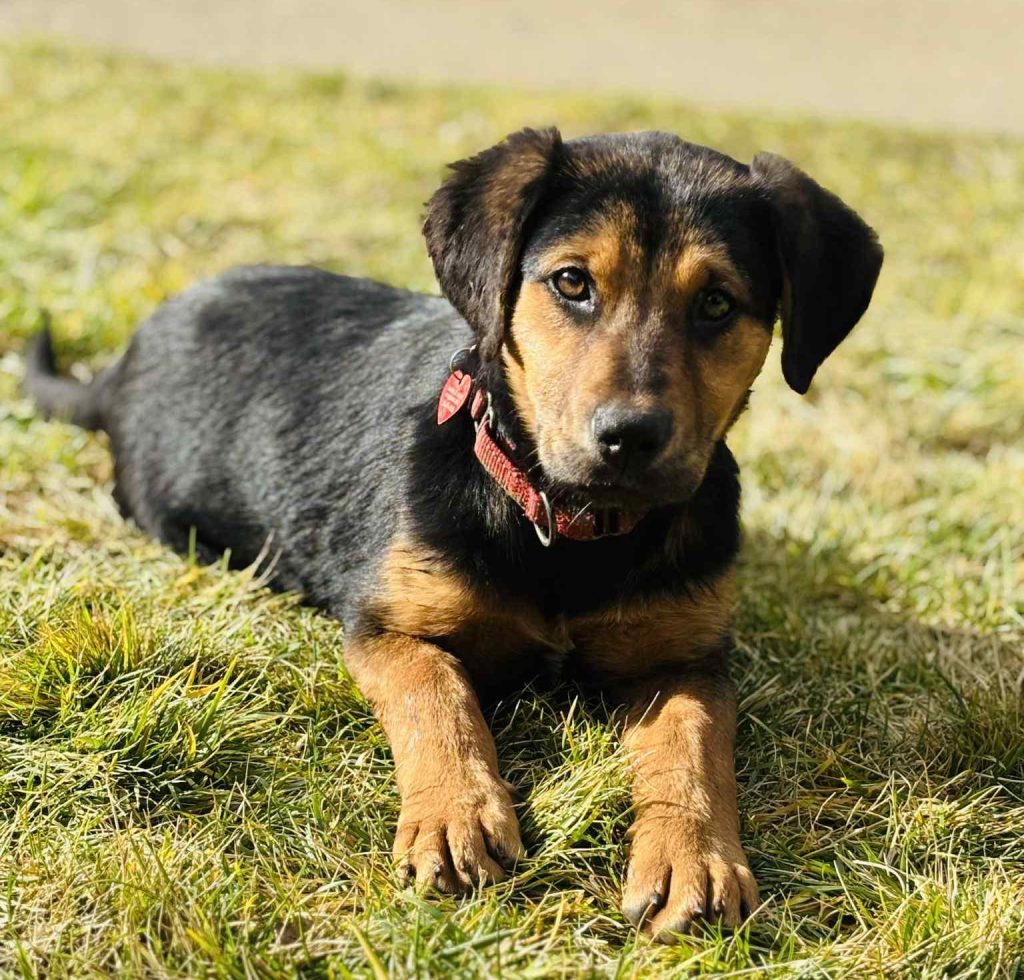 Pet of the Week: Rose Is Ready for a Fresh Start