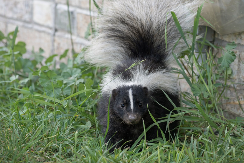 Skunk Season in Southern Oregon: Why Sightings Rise Now and How Residents Can Respond