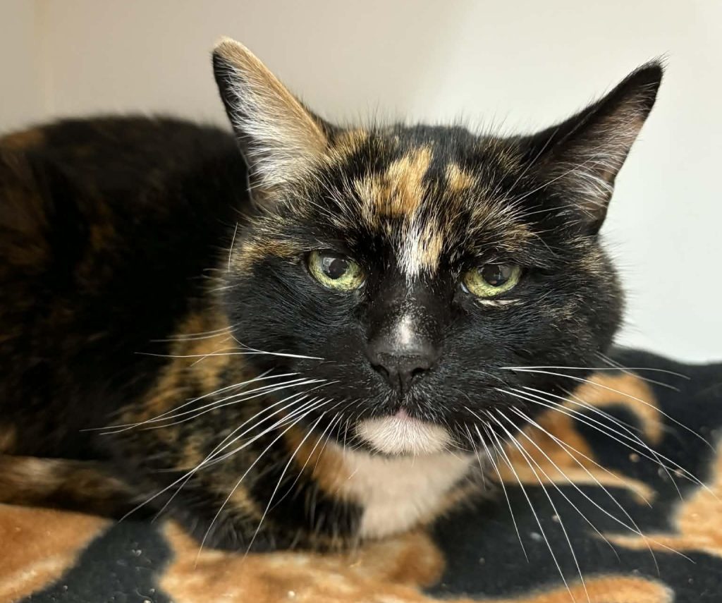 Pet of the Week: Sugar Monster Seeks a Gentle Home for Her Golden Years