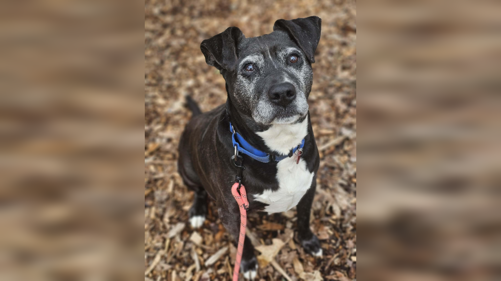 A Gentle Soul Waiting for His Second Chapter: Ernie Seeks a Place to Call Home