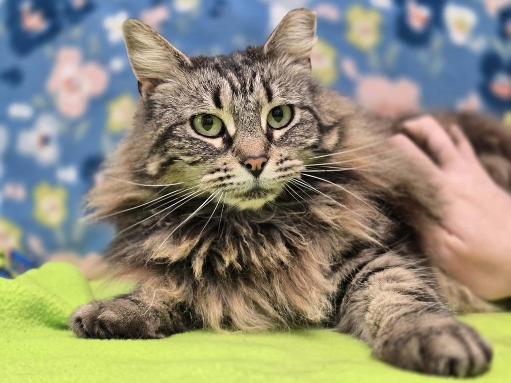 From Colony to Couch: Fifi Waits for Her Forever Home