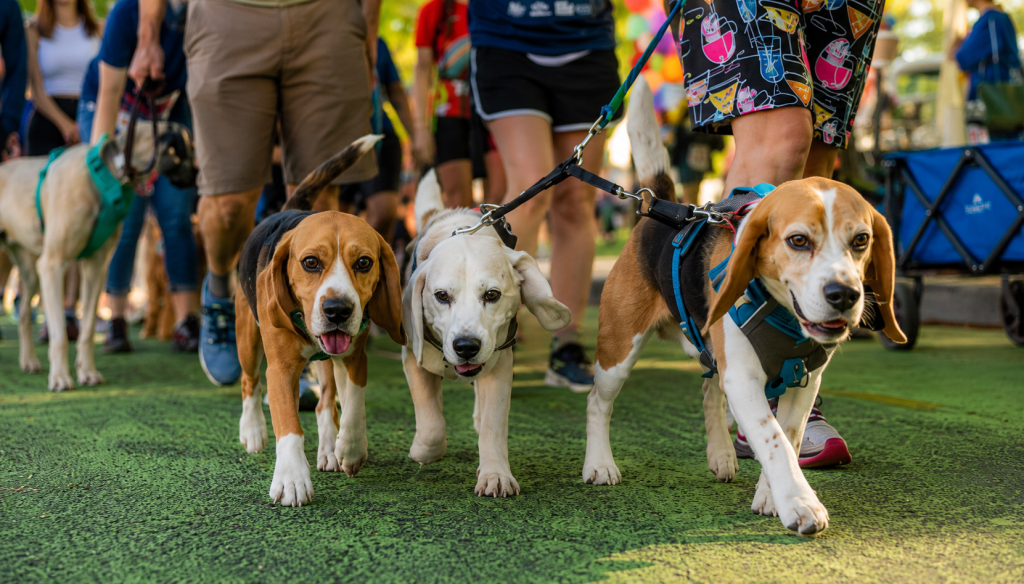 Leashes, Laughter and Community Spirit Fill Salem Waterfront During Annual Doggie Dash