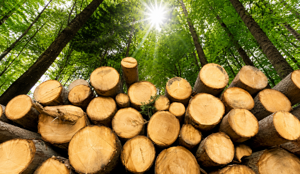 New Bipartisan Wildfire Biomass Bill Seeks to Link Forest Restoration With Renewable Fuel Markets