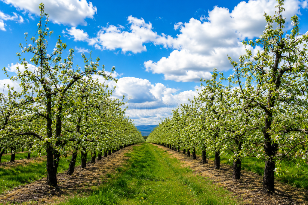 Federal Disaster Aid Sought as Oregon Pear Growers Face Severe Crop Losses