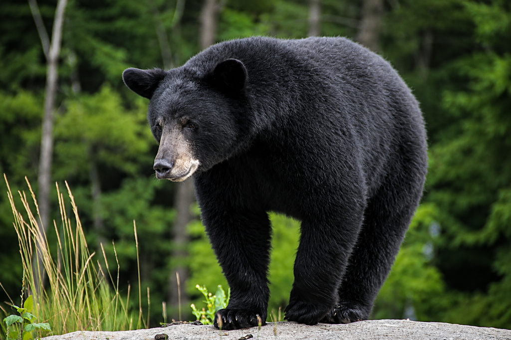 California’s First Fatal Black Bear Attack Reveals Rare and Troubling Wildlife Encounter