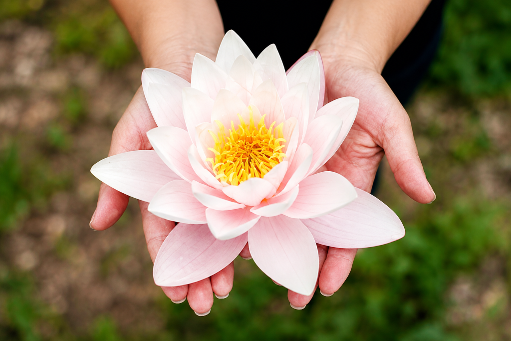 Lotus: The Clarity Medicine of Scholars and Monks
