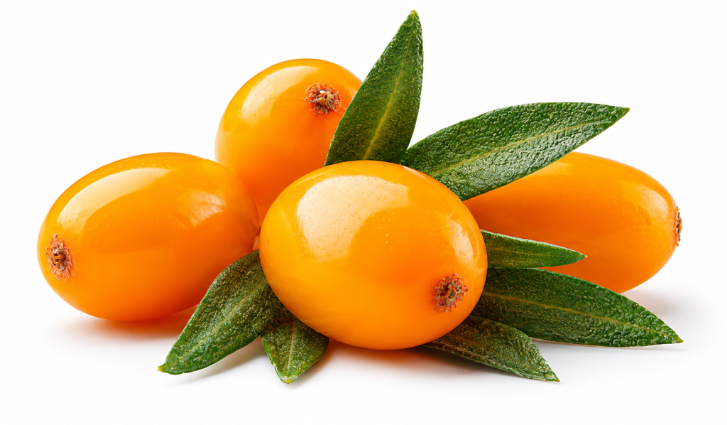 Sea Buckthorn: The Military Medicine That Traveled Through Empires