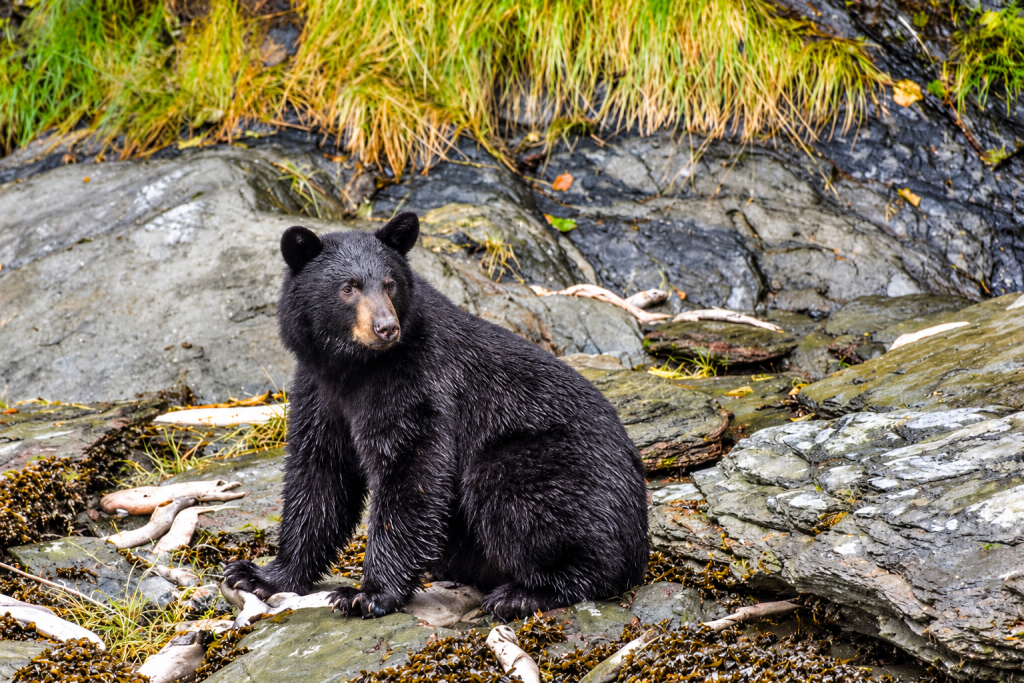 Human Feeding Leaves 14 Montana Black Bears Dead as Wildlife Case Raises National Warning